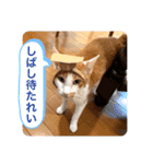 ポン太くん ファミリーver.（個別スタンプ：21）