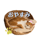 ポン太くん ファミリーver.（個別スタンプ：25）