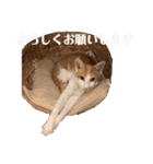 ポン太くん ファミリーver.（個別スタンプ：28）