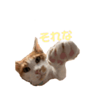 ポン太くん ファミリーver.（個別スタンプ：29）