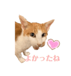ポン太くん ファミリーver.（個別スタンプ：31）