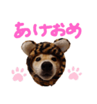 豆柴こてつのスタンプNO.3（個別スタンプ：1）