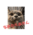 猫猫猫三姉妹（個別スタンプ：1）