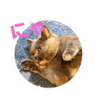 猫猫猫三姉妹（個別スタンプ：14）