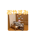 柴犬 今日のはち君（個別スタンプ：5）