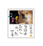 柴犬 今日のはち君（個別スタンプ：8）