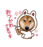 柴犬 今日のはち君（個別スタンプ：29）