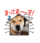 柴犬 今日のはち君（個別スタンプ：32）