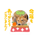 柴犬 今日のはち君（個別スタンプ：36）