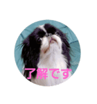 狆犬 ふーちゃん3（個別スタンプ：2）