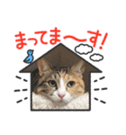主人もがっち（個別スタンプ：1）