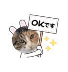 主人もがっち（個別スタンプ：2）