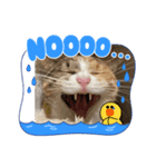 主人もがっち（個別スタンプ：3）