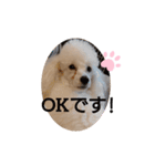 プードル犬kohakuくん敬語丁寧語（個別スタンプ：1）