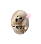 プードル犬kohakuくん敬語丁寧語（個別スタンプ：2）