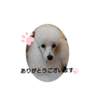 プードル犬kohakuくん敬語丁寧語（個別スタンプ：3）