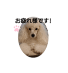 プードル犬kohakuくん敬語丁寧語（個別スタンプ：4）