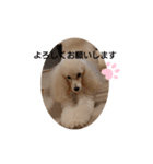 プードル犬kohakuくん敬語丁寧語（個別スタンプ：5）