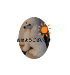 プードル犬kohakuくん敬語丁寧語（個別スタンプ：6）