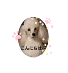 プードル犬kohakuくん敬語丁寧語（個別スタンプ：7）