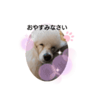プードル犬kohakuくん敬語丁寧語（個別スタンプ：9）