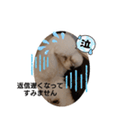 プードル犬kohakuくん敬語丁寧語（個別スタンプ：10）
