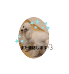 プードル犬kohakuくん敬語丁寧語（個別スタンプ：11）