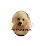 プードル犬kohakuくん敬語丁寧語（個別スタンプ：12）