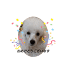 プードル犬kohakuくん敬語丁寧語（個別スタンプ：14）