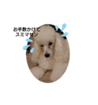 プードル犬kohakuくん敬語丁寧語（個別スタンプ：15）