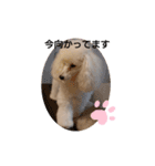プードル犬kohakuくん敬語丁寧語（個別スタンプ：16）