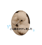 プードル犬kohakuくん敬語丁寧語（個別スタンプ：18）