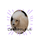 プードル犬kohakuくん敬語丁寧語（個別スタンプ：19）