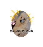 プードル犬kohakuくん敬語丁寧語（個別スタンプ：20）