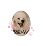 プードル犬kohakuくん敬語丁寧語（個別スタンプ：21）