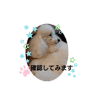 プードル犬kohakuくん敬語丁寧語（個別スタンプ：24）