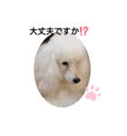 プードル犬kohakuくん敬語丁寧語（個別スタンプ：25）