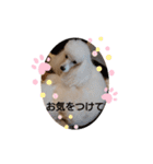プードル犬kohakuくん敬語丁寧語（個別スタンプ：26）