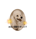 プードル犬kohakuくん敬語丁寧語（個別スタンプ：27）
