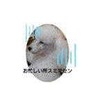プードル犬kohakuくん敬語丁寧語（個別スタンプ：28）