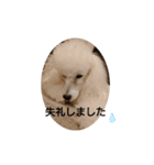 プードル犬kohakuくん敬語丁寧語（個別スタンプ：29）