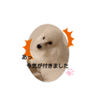プードル犬kohakuくん敬語丁寧語（個別スタンプ：30）