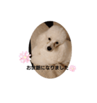 プードル犬kohakuくん敬語丁寧語（個別スタンプ：31）