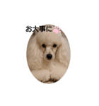 プードル犬kohakuくん敬語丁寧語（個別スタンプ：32）