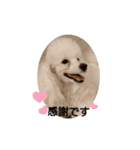 プードル犬kohakuくん敬語丁寧語（個別スタンプ：36）