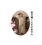 プードル犬kohakuくん敬語丁寧語（個別スタンプ：38）