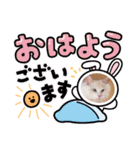 ふわふわラグドールのみーちゃん（個別スタンプ：1）