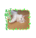 ふわふわラグドールのみーちゃん（個別スタンプ：4）