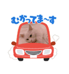 ふわふわラグドールのみーちゃん（個別スタンプ：5）