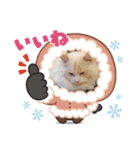 ふわふわラグドールのみーちゃん（個別スタンプ：11）